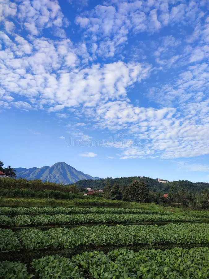 Agricultural landscape
